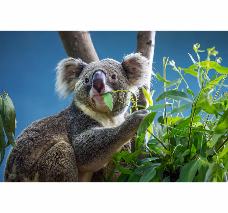 Bedroom blind featuring adorable koala bears - TenStickers