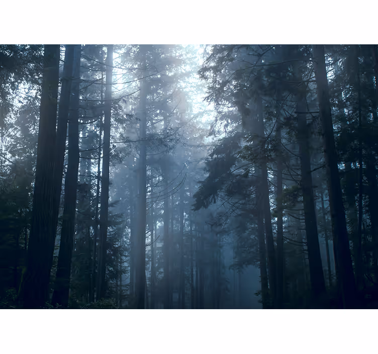 Bedroom blind trees in a foggy forest - TenStickers