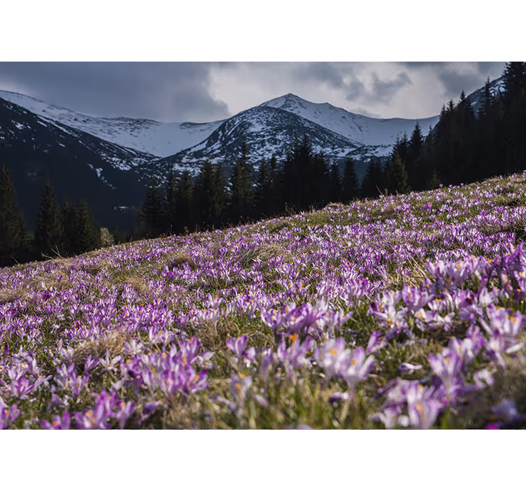Crocus flower meadow bedroom blind - TenStickers
