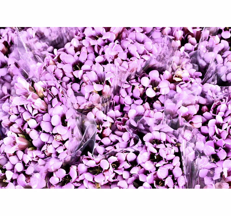 Bedroom blind meadow of purple crocus flowers - TenStickers