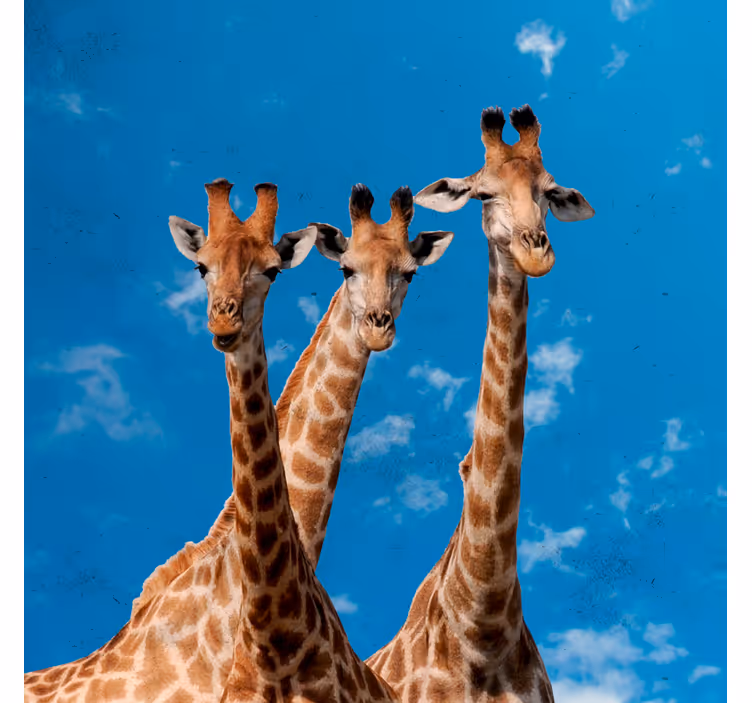 Blind kids giraffes and blue sky - TenStickers