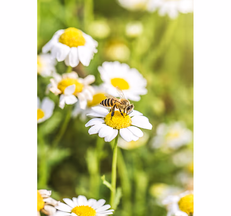 Blinds in a kitchen flower field - TenStickers
