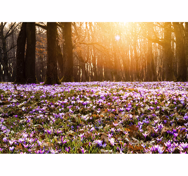 Living room blind beautiful purple crocus landscape - TenStickers