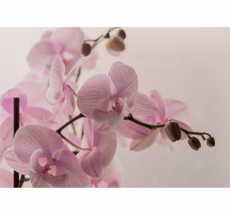 Bedroom blind with orchid design - TenStickers