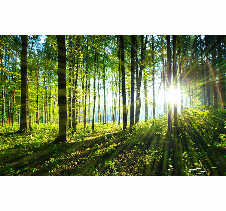 Bedroom blind forest landscape with light reflection - TenStickers