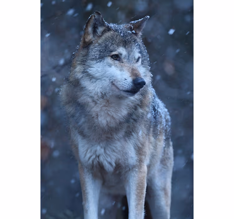 Teenage blind wolf in the snow - TenStickers