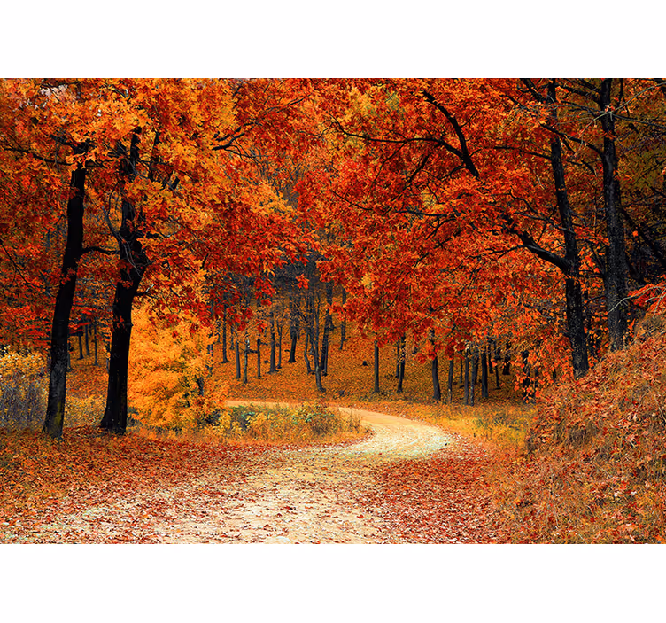 Orange blind wallpaper autumn trees - TenStickers