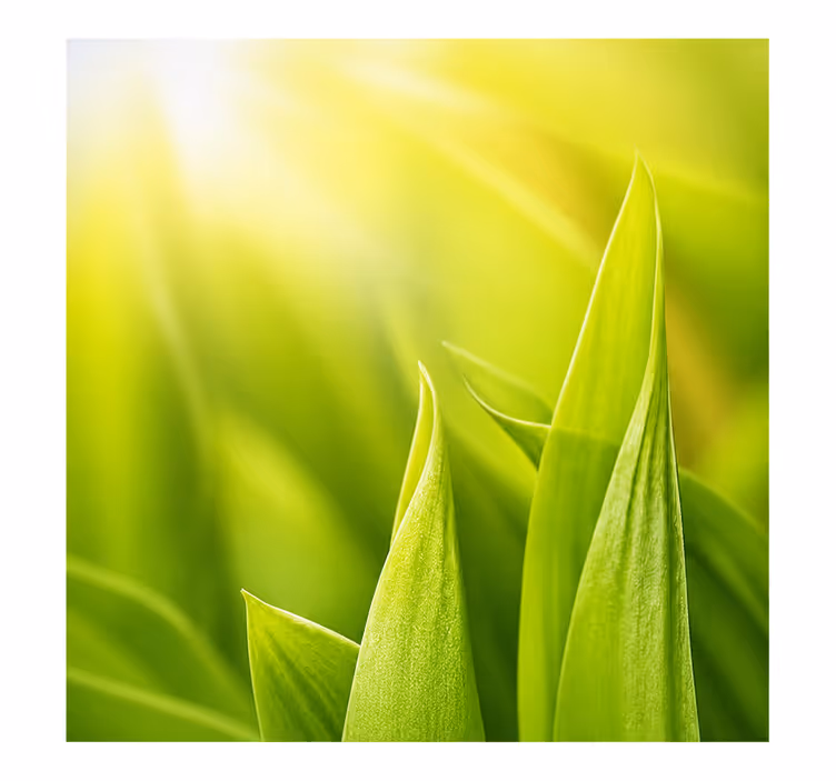 Green roller blind for sunny plants - TenStickers