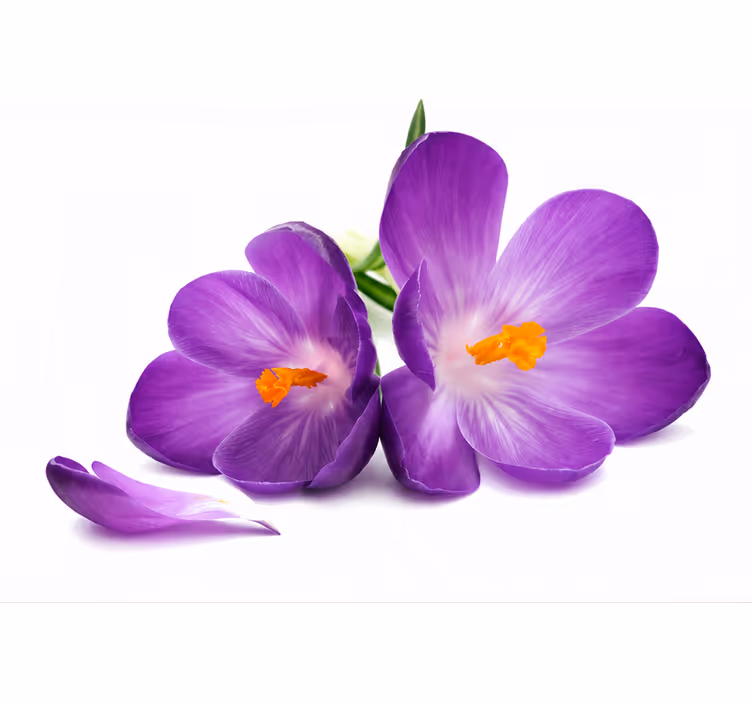 Roller blind purple picked flowers serene - TenStickers