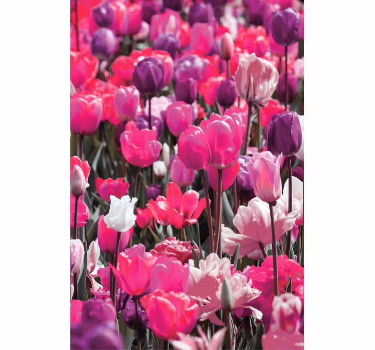 Purple tulip blooms blind flowers - TenStickers