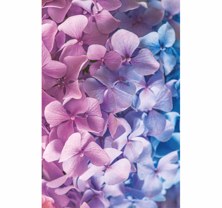Hydrangea Petal Cluster blind flowers - TenStickers