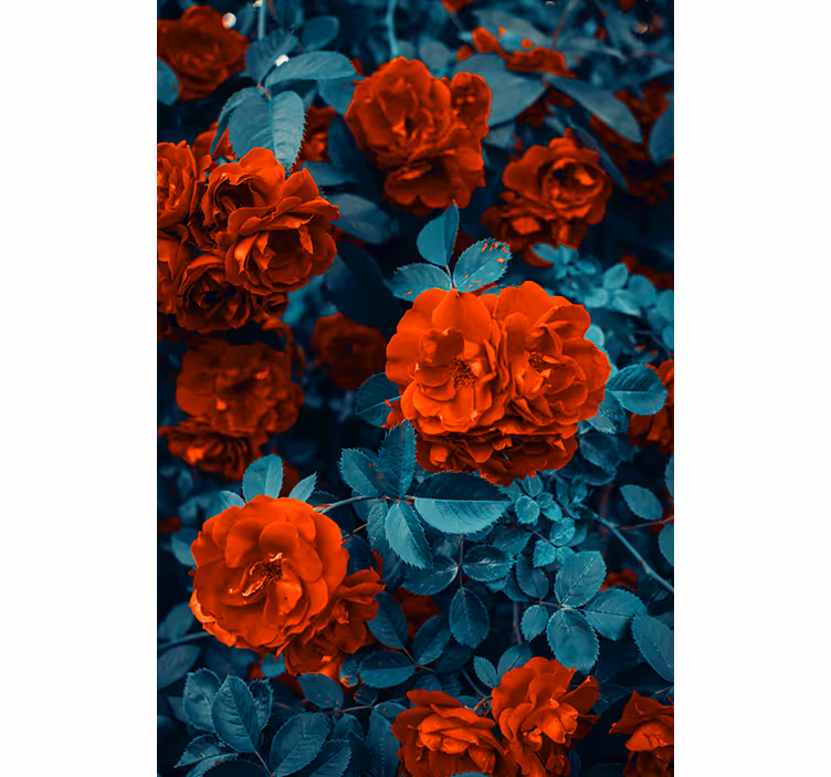 Vibrant Blooming Roses blind flowers - TenStickers