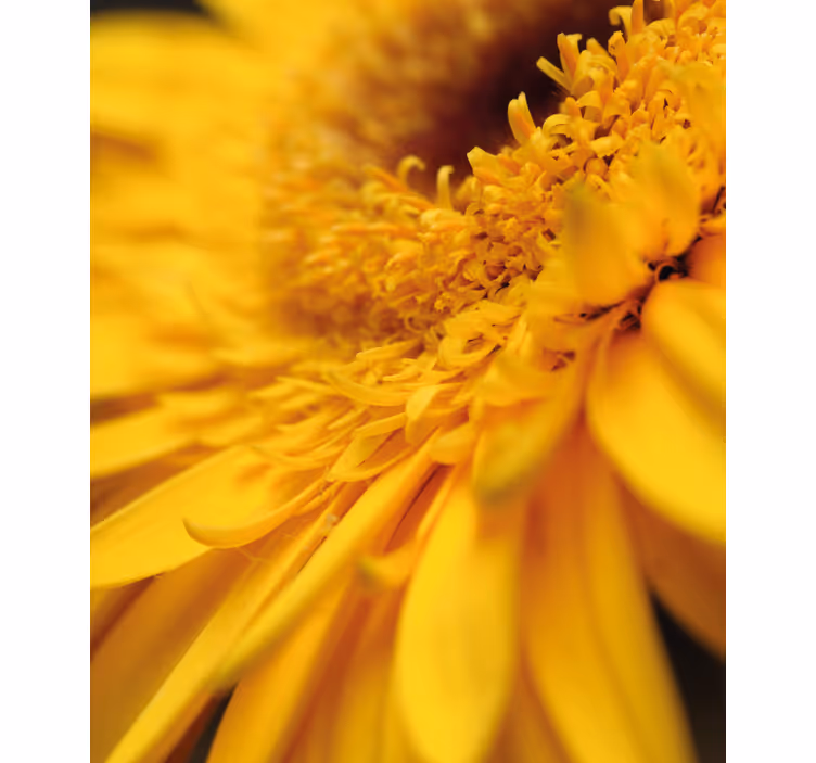 Yellow close-up blind flowers - TenStickers