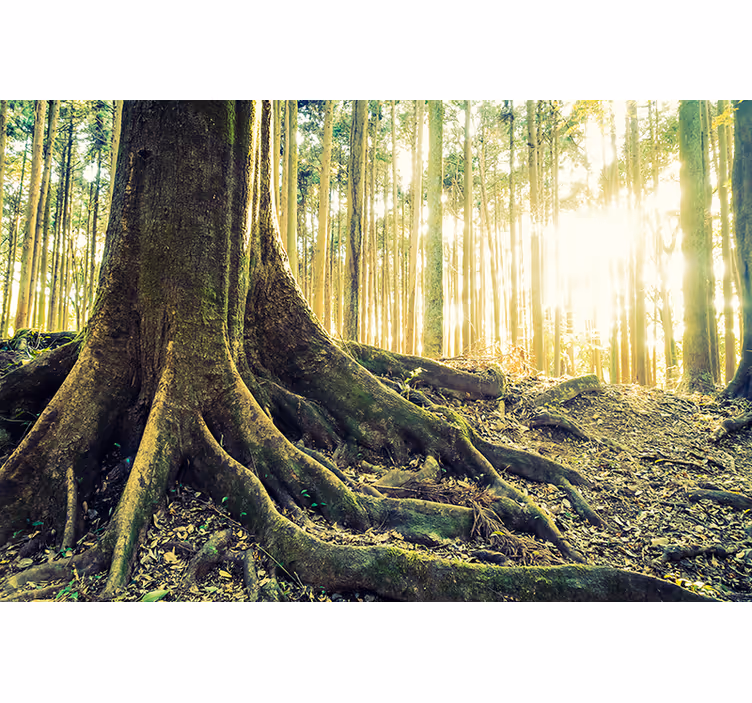 Majestic Forest Roots blind trees - TenStickers