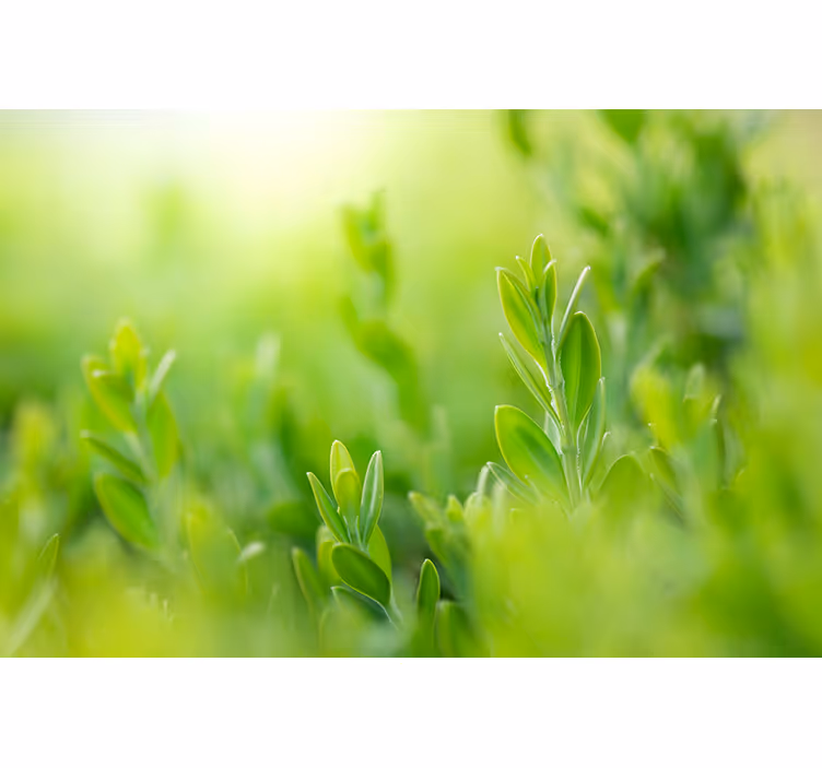 Lush greenery picture blind flowers - TenStickers