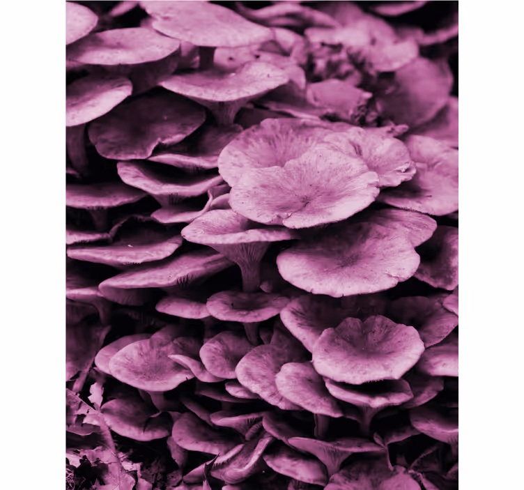 Vibrant Floral Layers blind flowers - TenStickers