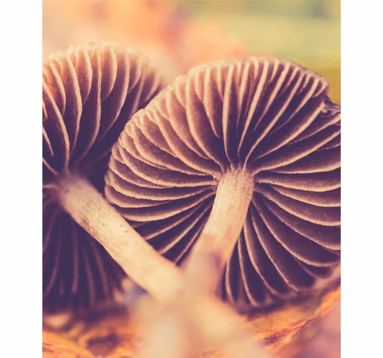 Mushroom gills blind flowers - TenStickers