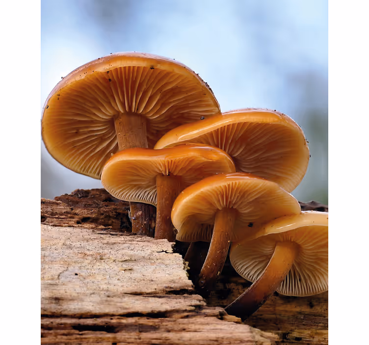 Mushroom Growth blind flowers - TenStickers