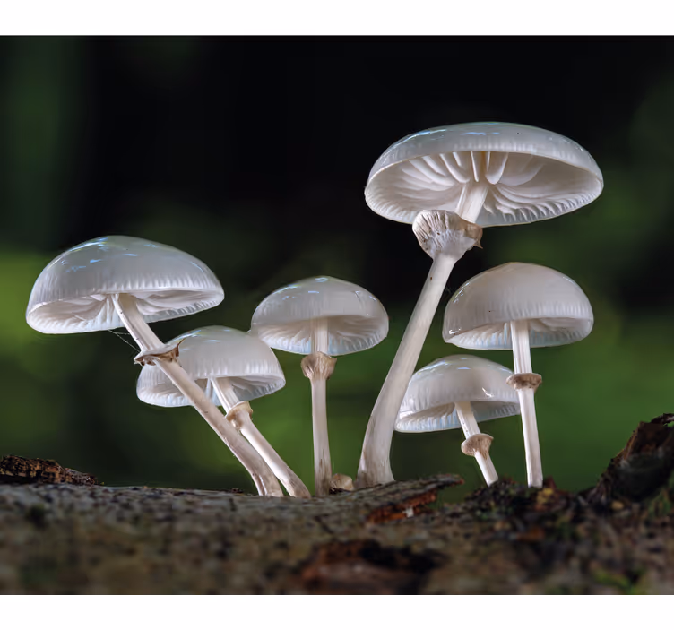 Mushroom Cluster blind flowers - TenStickers