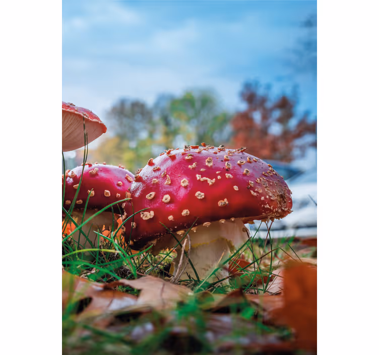 Vibrant Red Mushrooms blind flowers - TenStickers