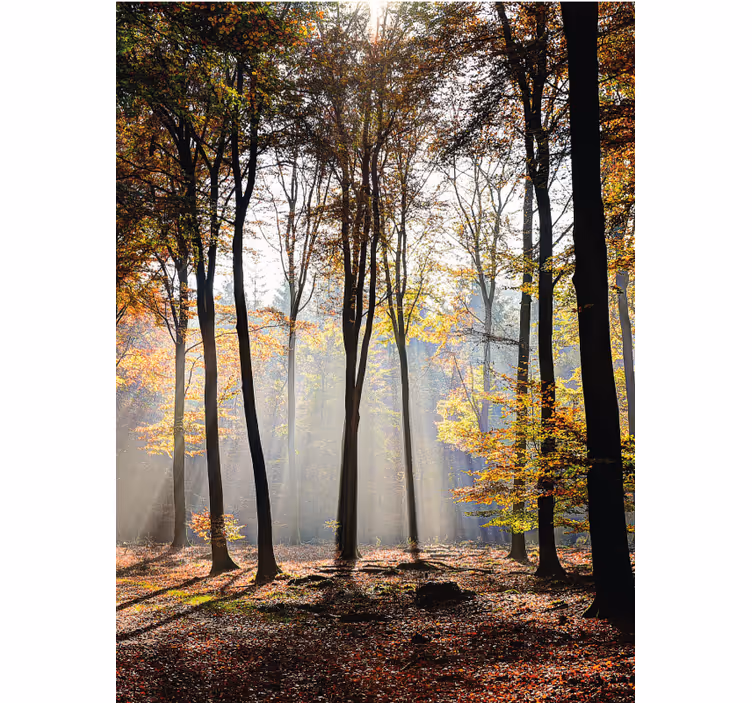 Sunlit forest scene blind trees - TenStickers