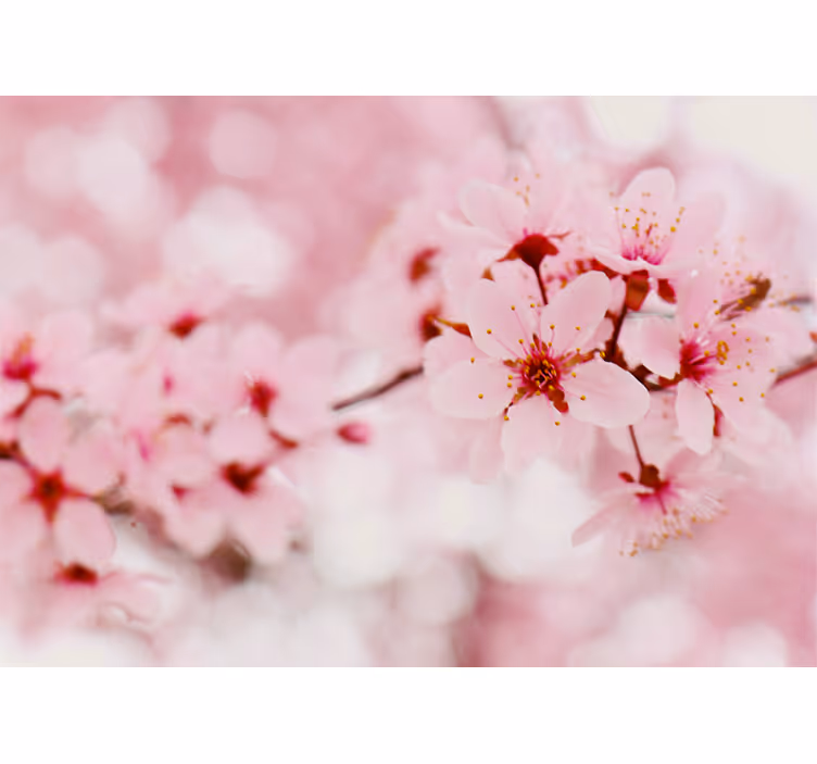 Cherry Blossom Elegance blind flowers - TenStickers