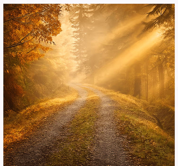 Humid forest with sunlight wall mural jungle - TenStickers