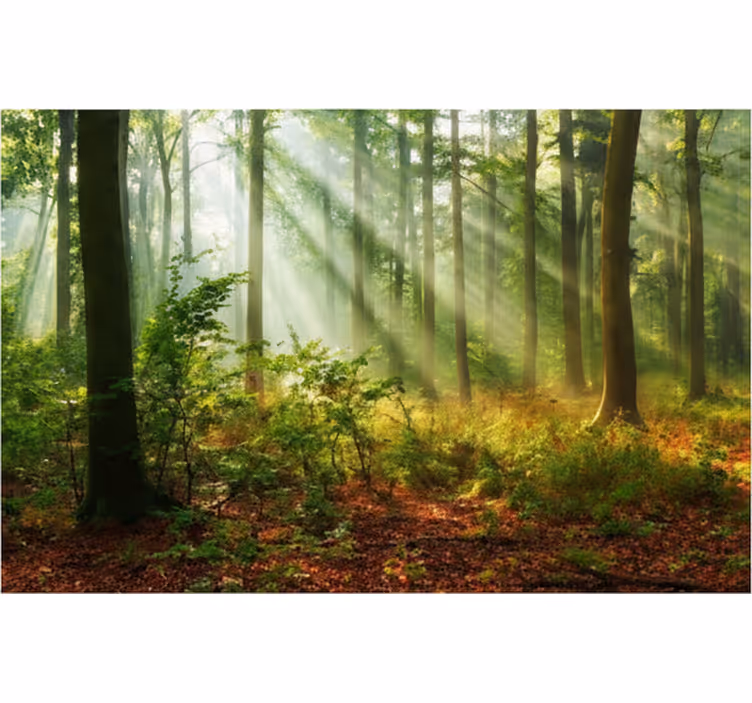 Forest wall mural natural light in the forest - TenStickers