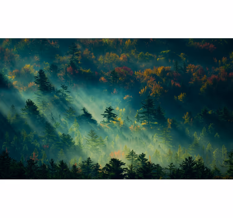 Forest wall mural the mysterious forest - TenStickers