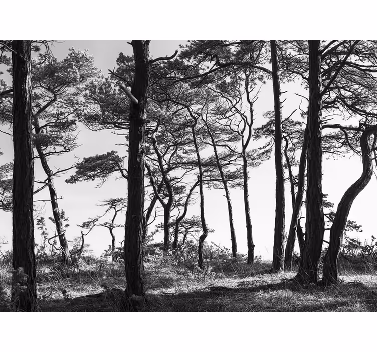 Forest wall mural ink pine forest - TenStickers