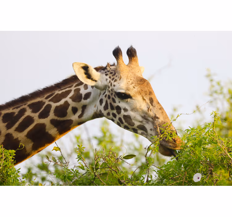 Africa wall mural giraffe in tall design - TenStickers