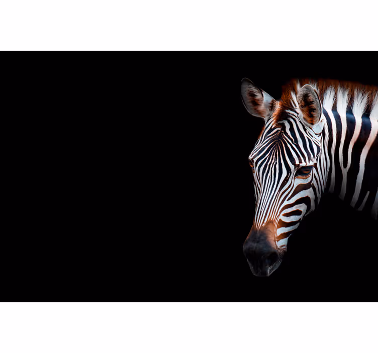 Africa wall mural zebra artwork - TenStickers