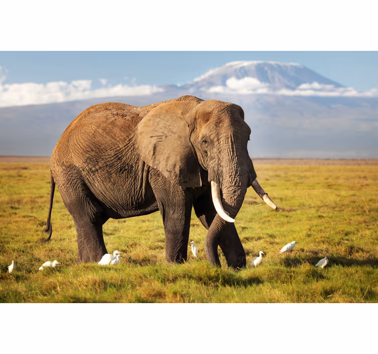 Africa wall mural kilimanjaro elephant art - TenStickers