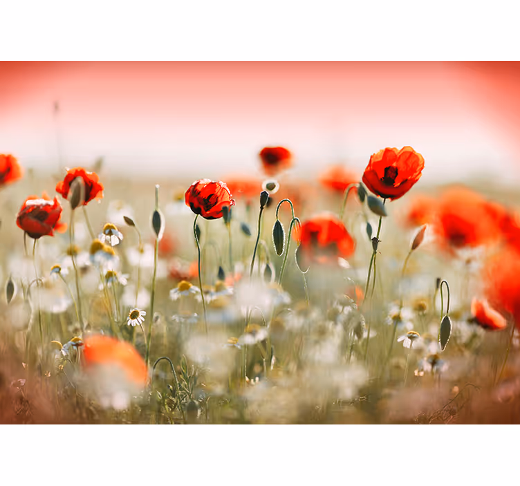 Wall mural hallway poppy field photo mural - TenStickers