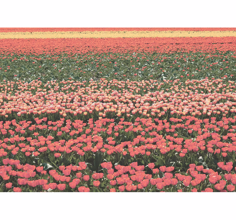 Wall mural hallway different types of flower fields - TenStickers