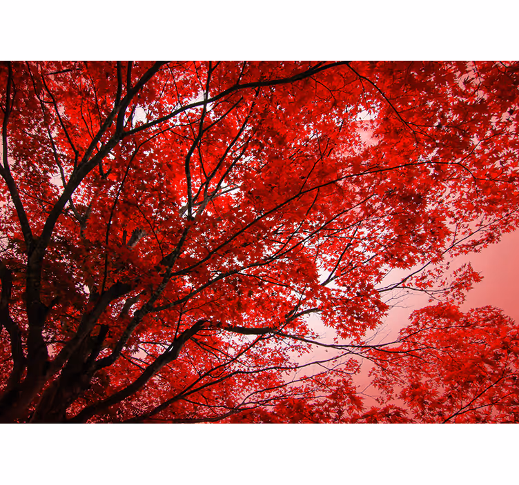 Wall mural red branches in bloom - TenStickers