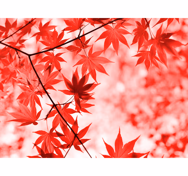 Wall mural entrance red leaf trees - TenStickers