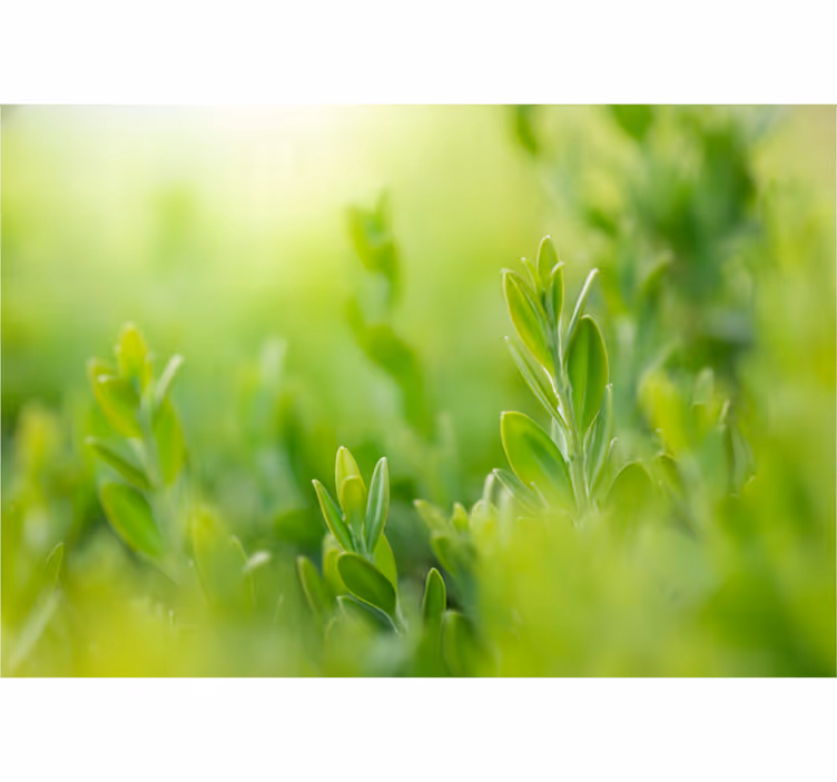 Wall mural entrance light green spring leaves - TenStickers