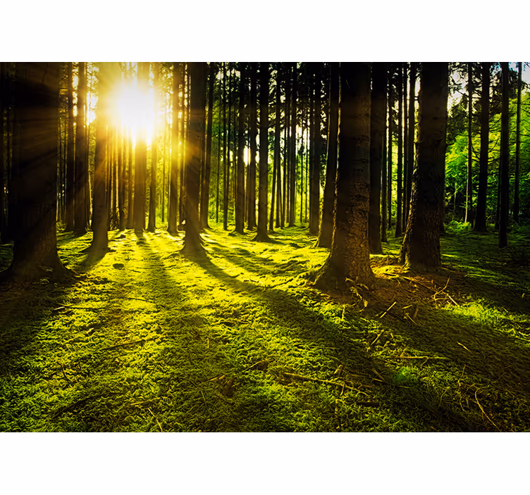 Forest tale landscape wall mural - TenStickers
