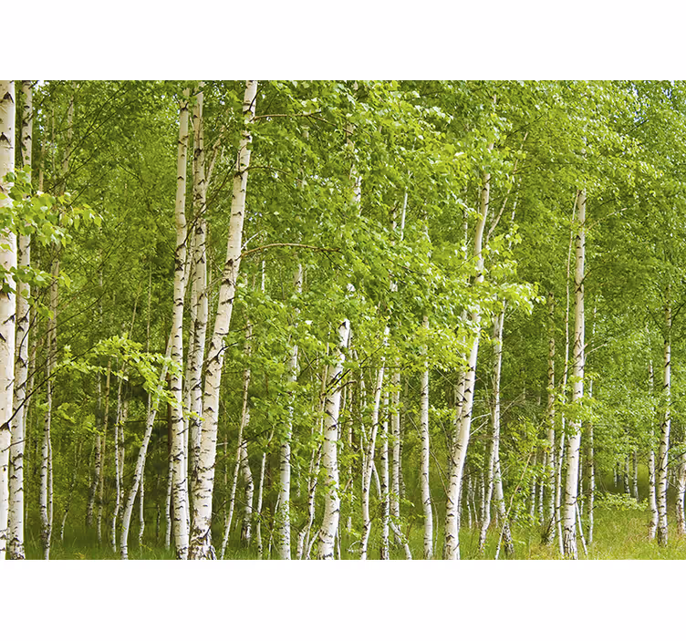 Tree wall mural birch forest - TenStickers