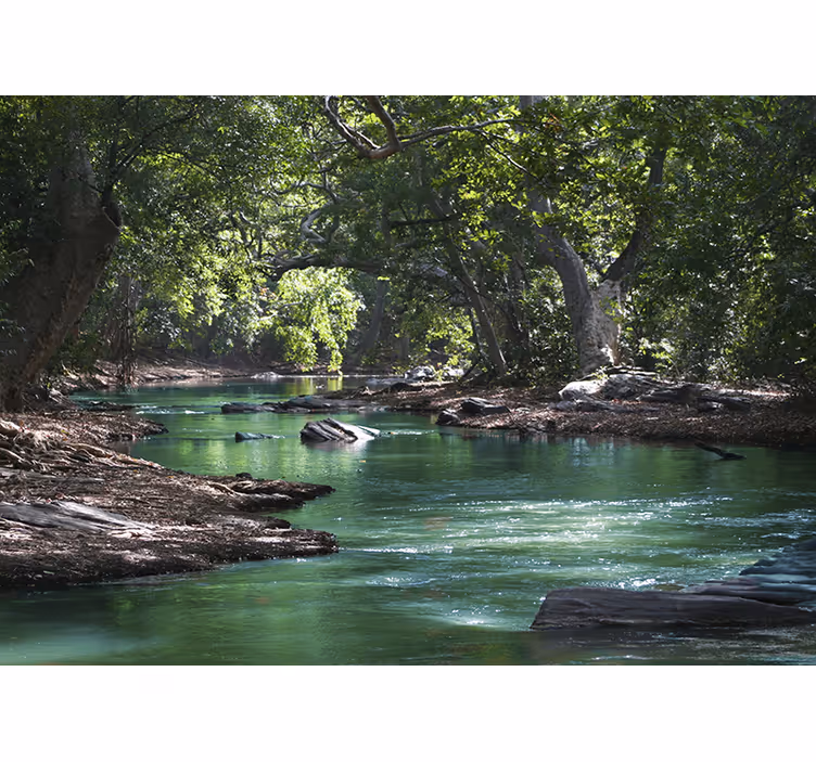 Forest and river Wall Mural - TenStickers