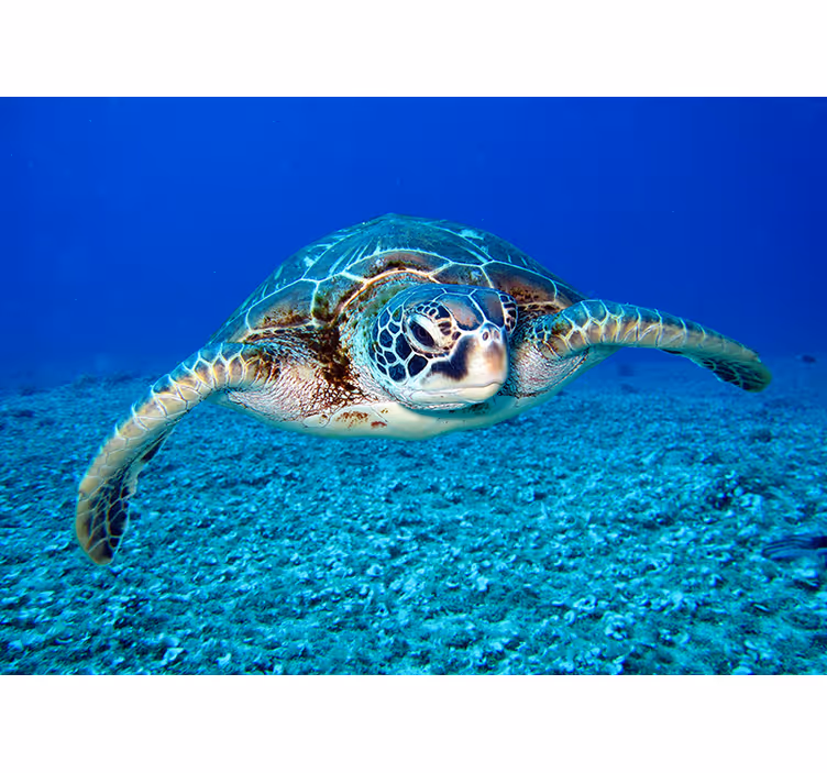 Hawksbill sea turtle animal wall mural - TenStickers