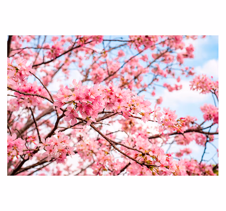 Flowers wall mural cherry blossom joy - TenStickers