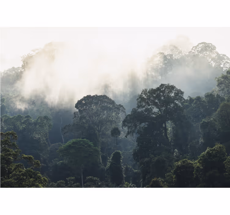 Nature wall mural misty forest scene - TenStickers