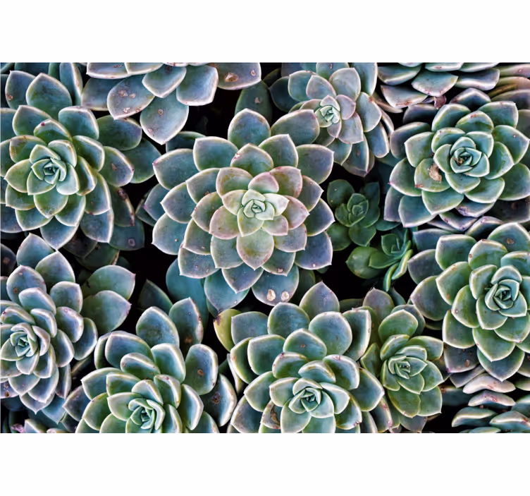 Succulent Plant Collection nature wall mural - TenStickers
