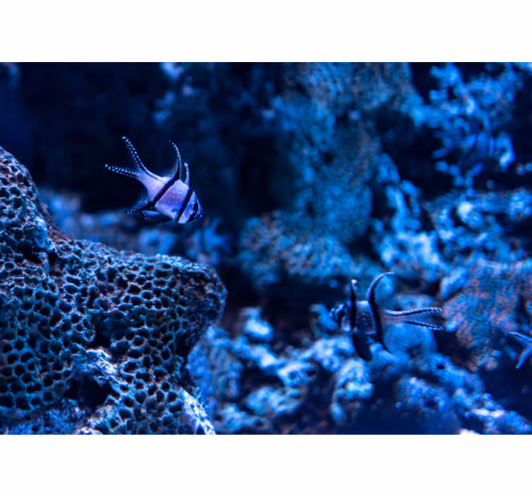 Coral Reef Fish wall mural animals - TenStickers