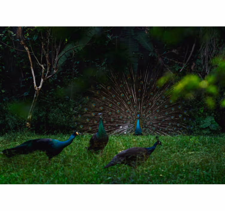 Wall mural animals peacock displaying feathers - TenStickers