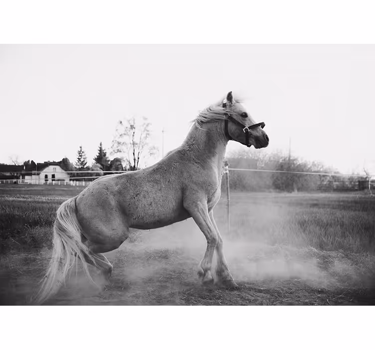 Wall mural animals galloping pony - TenStickers