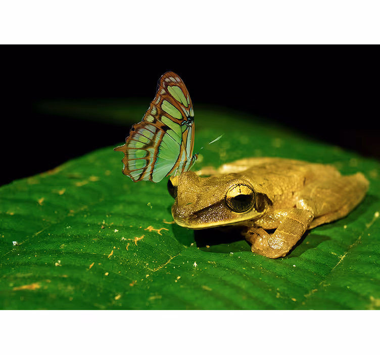 Frog And Butterfly wall mural animals - TenStickers
