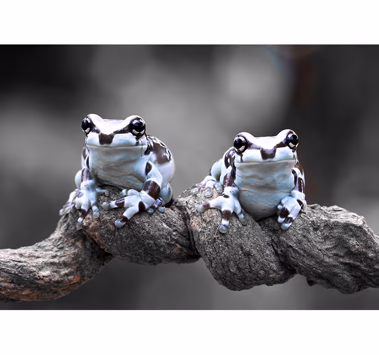 Tree Frogs Pair wall mural animals - TenStickers